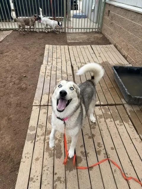 An adult medium-sized female Husky dog named Sienna for adoption in Hobbs, NM