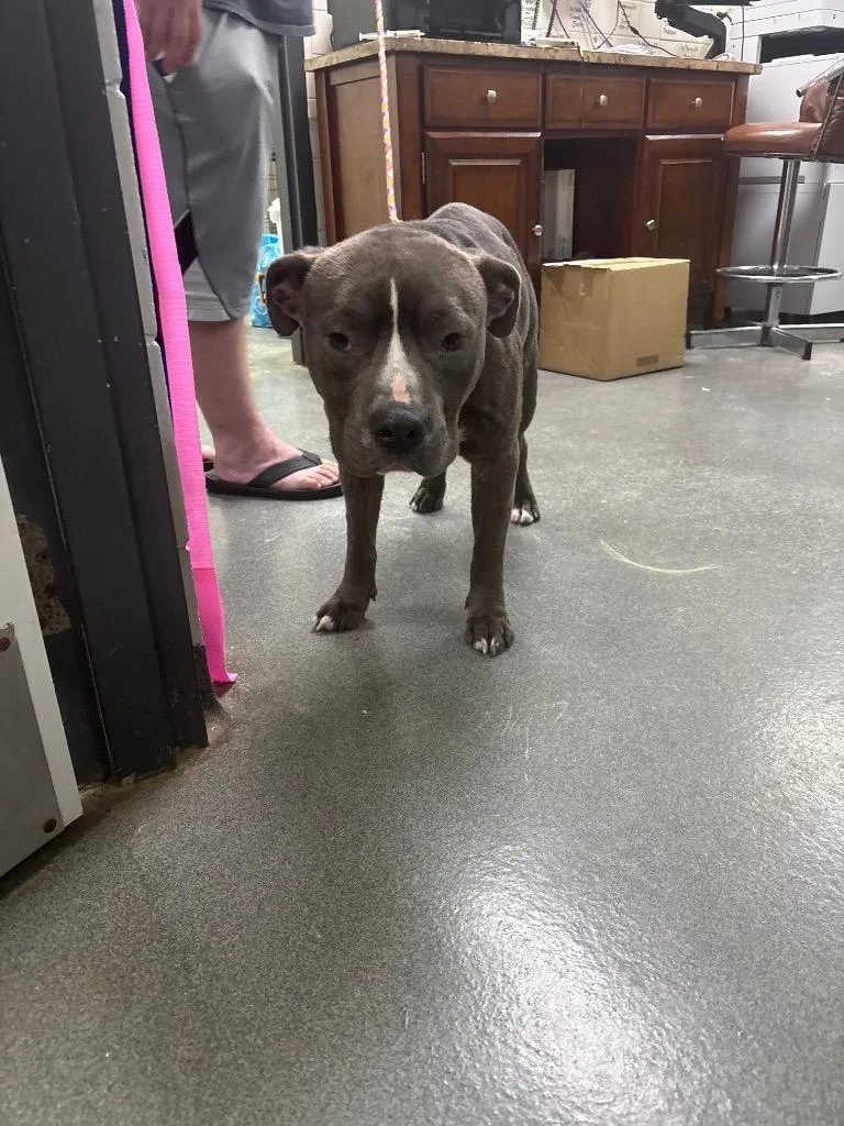 An adult medium-sized male Mixed Breed dog named D for adoption in Tifton, GA