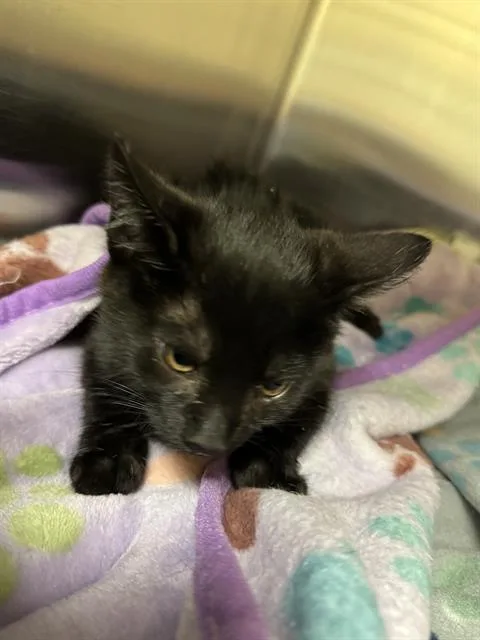 A baby small-sized female Domestic Short Hair cat named A for adoption in West Valley City, UT