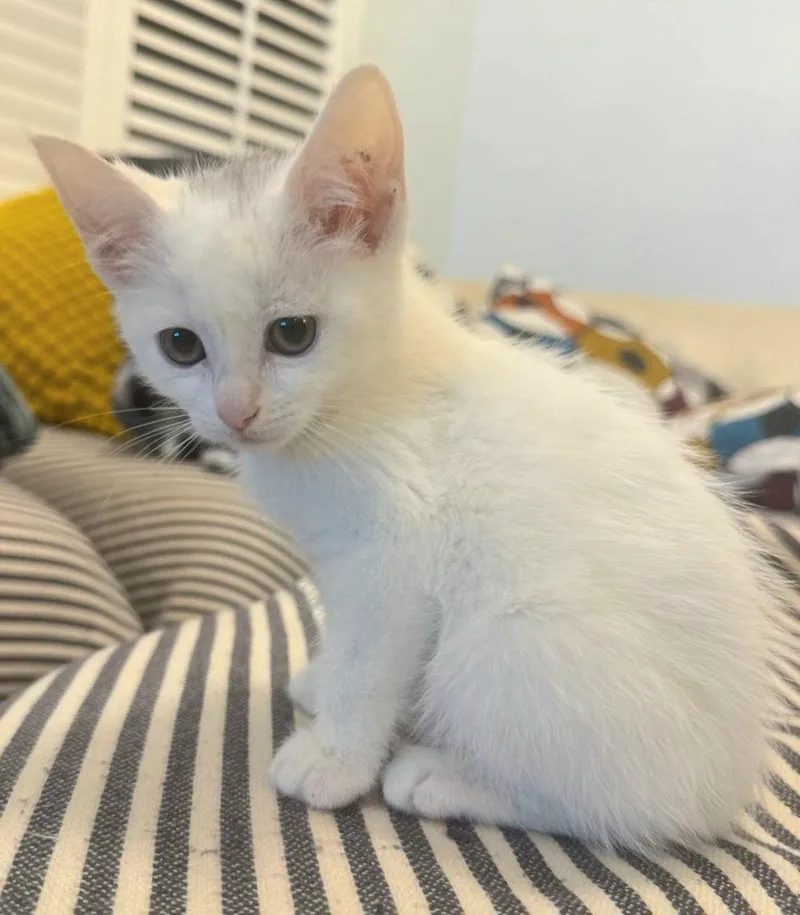 A baby medium-sized female White Domestic Short Hair cat named Marshmallow for adoption in Campbell, CA
