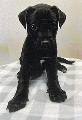 A baby small-sized female German Shepherd Dog dog named JL  Orchid for adoption in Vancouver, WA
