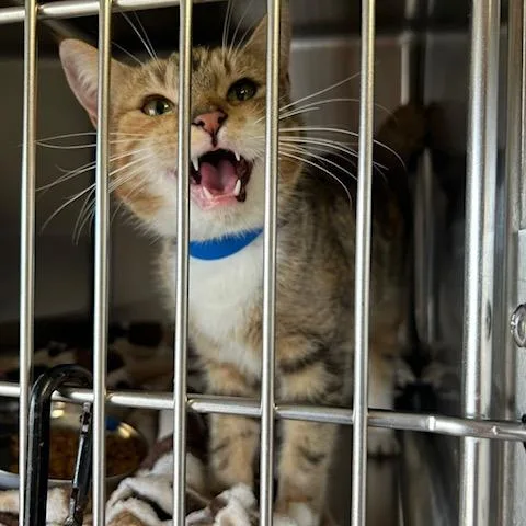 A young medium-sized female Calico Domestic Short Hair cat named Peach for adoption in Knoxville, TN