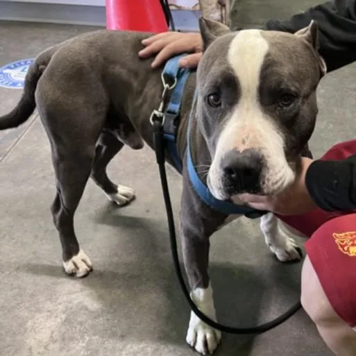 A young large-sized male Pit Bull Terrier dog named Teddy for adoption in Los Angeles, CA