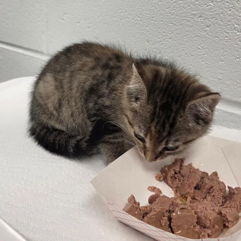 A baby small-sized female Gray / Blue / Silver Domestic Short Hair cat named Lima Bean for adoption in Chattanooga, TN