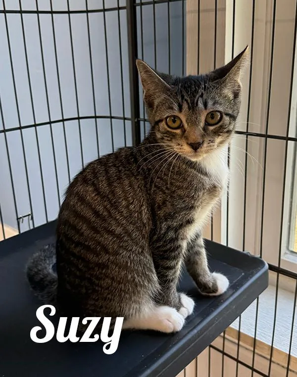 A young medium-sized female Buff & White Domestic Short Hair cat named Suzy for adoption in Manistee, MI