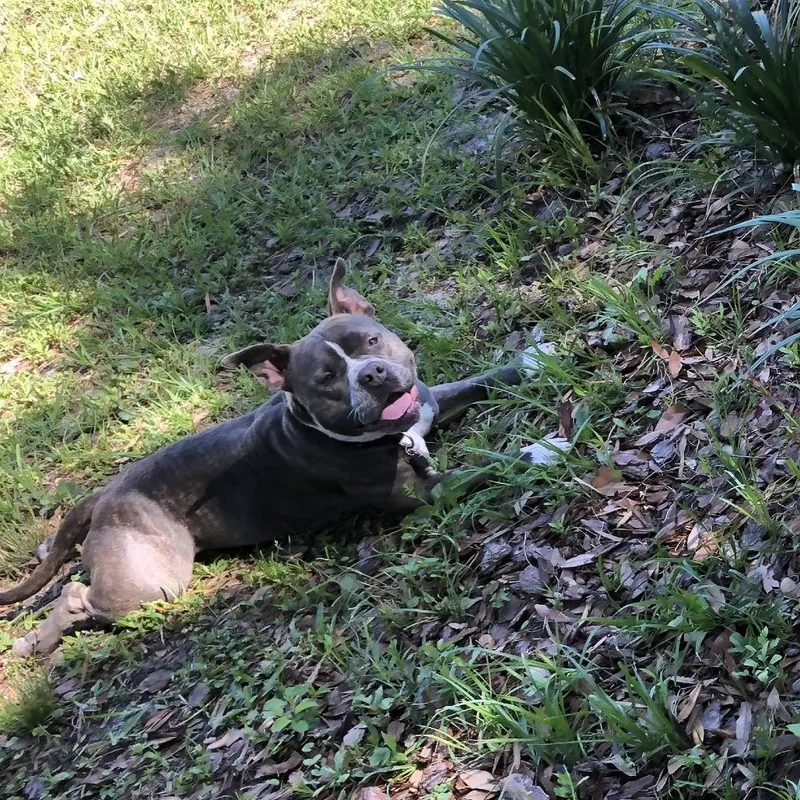 A senior medium-sized female Mixed Breed dog named Marge for adoption in Gainesville, FL