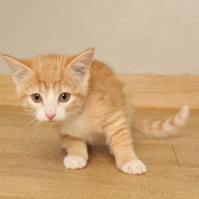 A baby small-sized female Domestic Short Hair cat named Gumbo C for adoption in Minnetonka, MN