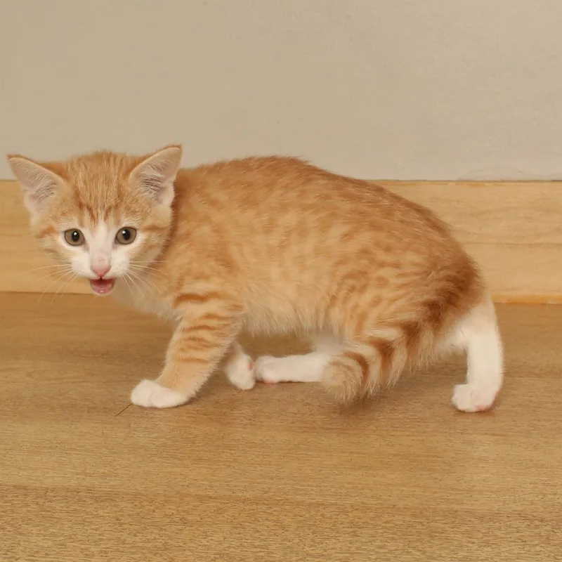 Gumbo C thumbnail 2