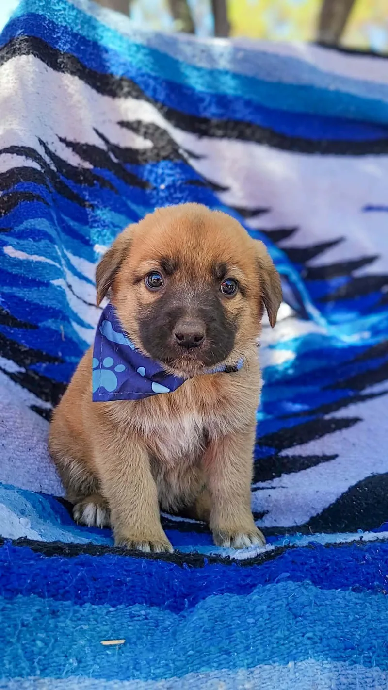 A baby medium-sized male German Shepherd Dog dog named Weevil for adoption in Anza, CA