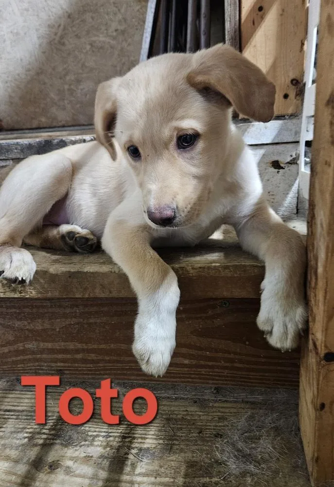 A baby large-sized female Yellow / Tan / Blond / Fawn Labrador Retriever dog named Toto for adoption in Peoria, IL