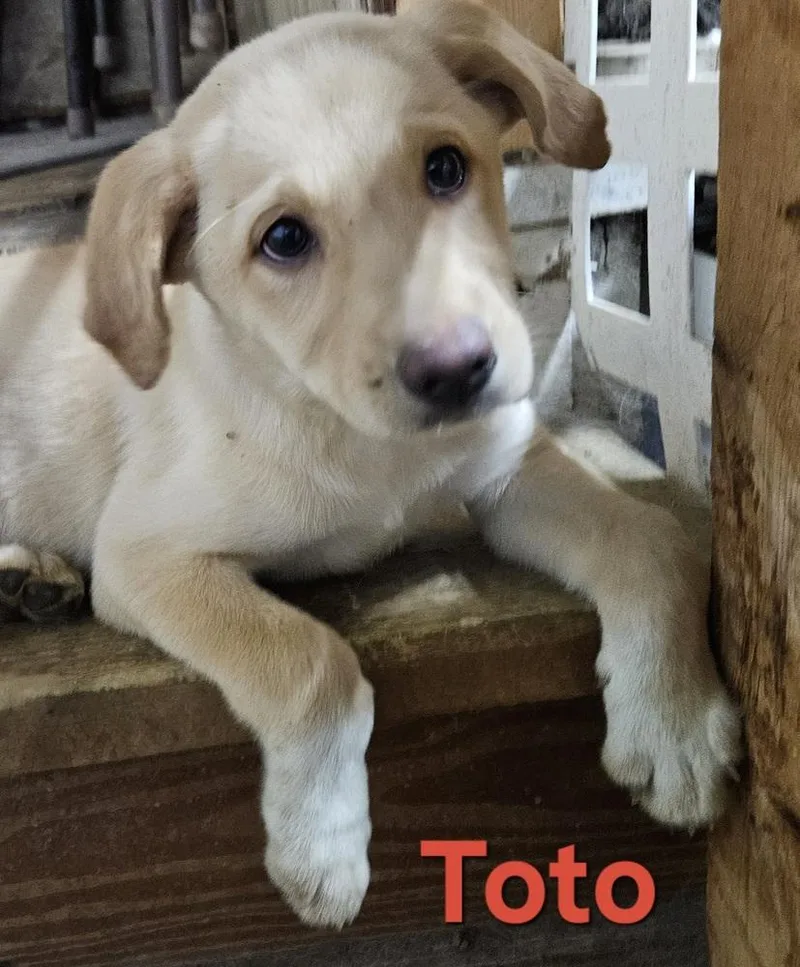 Toto thumbnail 2