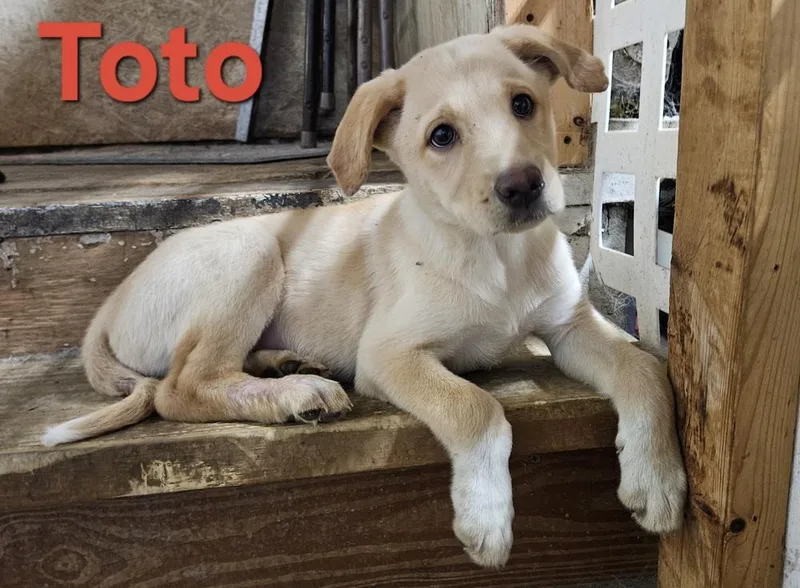 Toto thumbnail 3