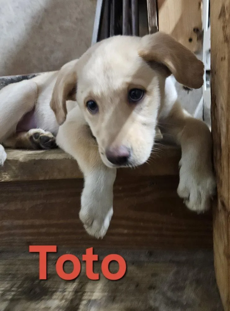 Toto thumbnail 4