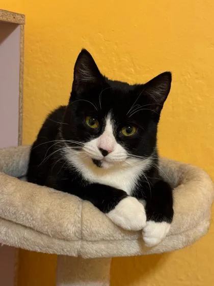 A young medium-sized male Black & White / Tuxedo Domestic Short Hair cat named Mittens for adoption in New York, NY