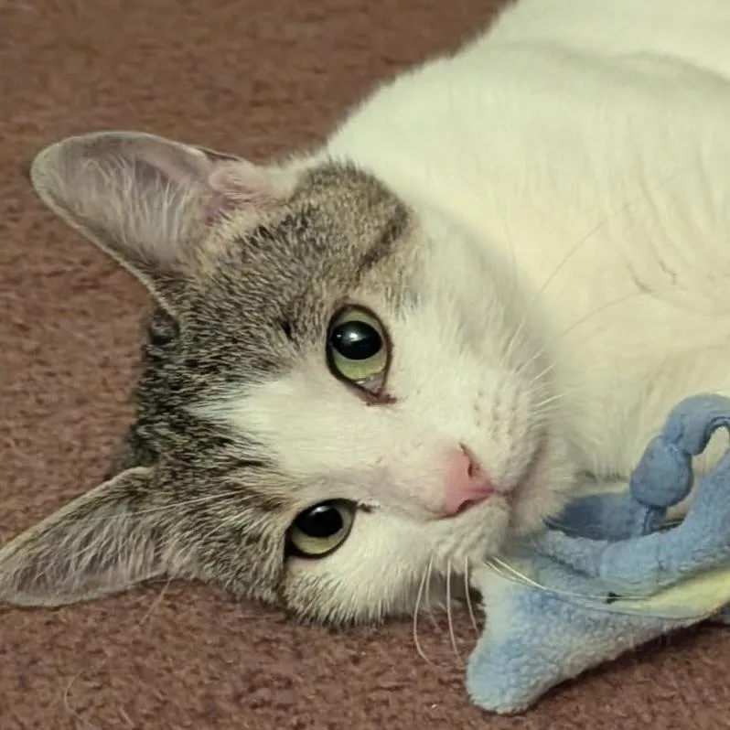 A young medium-sized female Domestic Short Hair cat named Genevieve for adoption in Santa Fe, NM