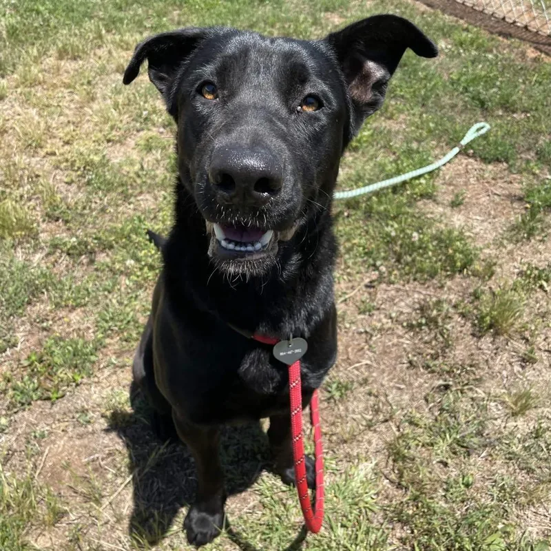 An adult large-sized female Black Shepherd dog named Ophelia for adoption in Greenville, SC