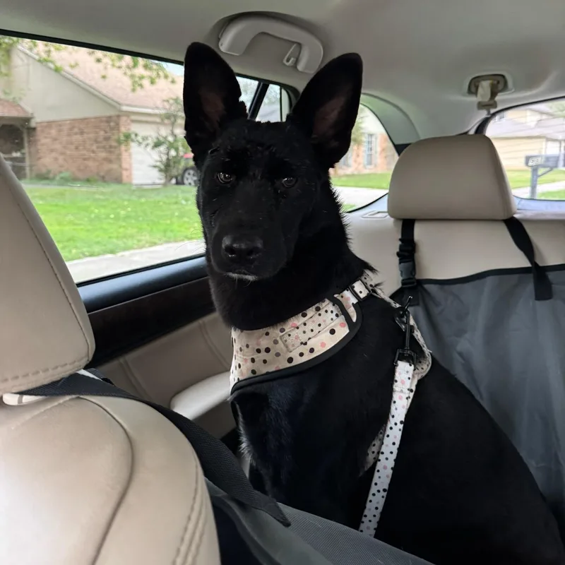 Stevie Nicks thumbnail 2