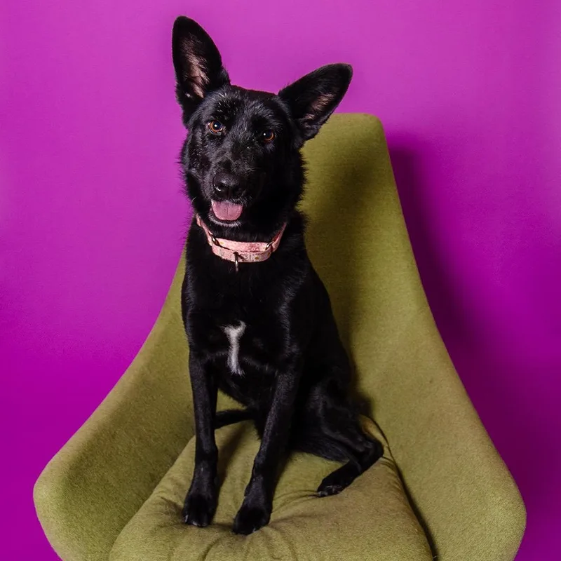 Stevie Nicks thumbnail 4