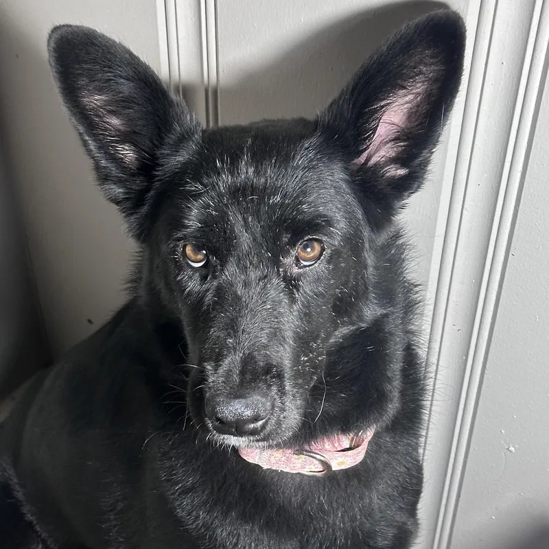 Stevie Nicks thumbnail 6