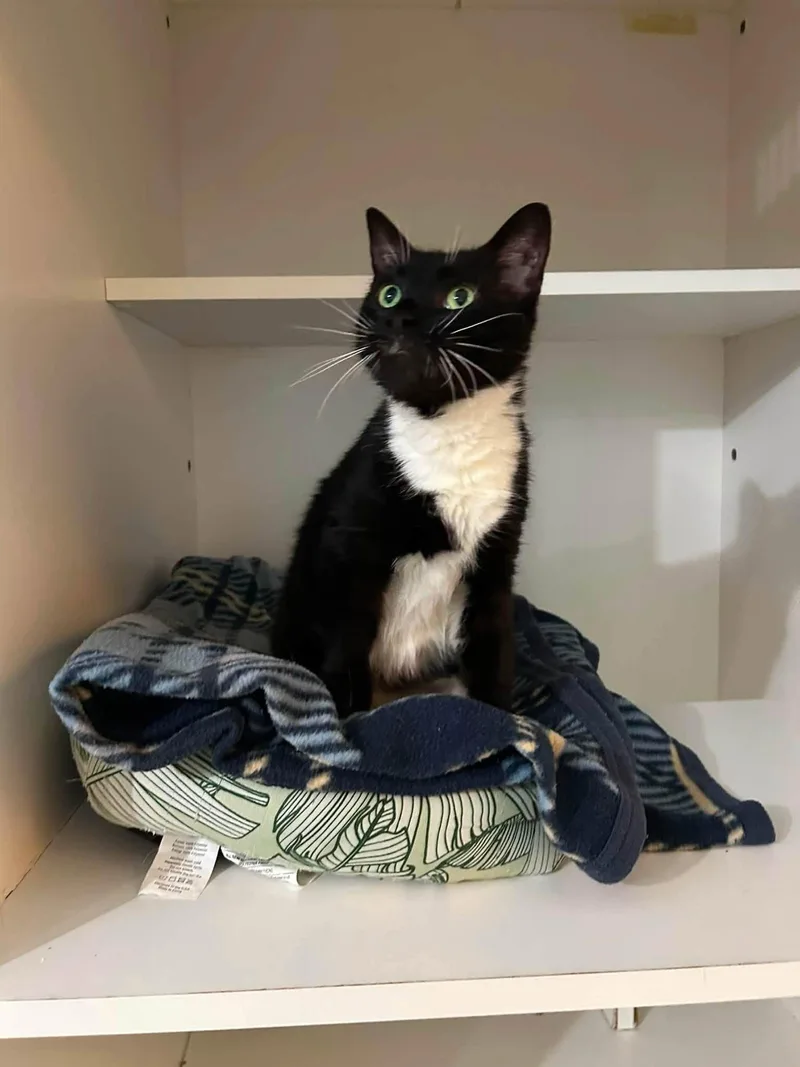 An adult medium-sized female Black & White / Tuxedo Domestic Short Hair cat named Morgan for adoption in Dellslow, WV