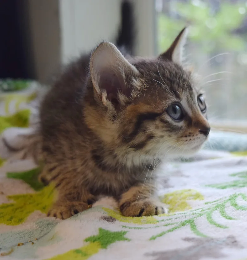 A baby medium-sized male Tabby (Gray / Blue / Silver) Domestic Short Hair cat named London for adoption in Bulverde, TX