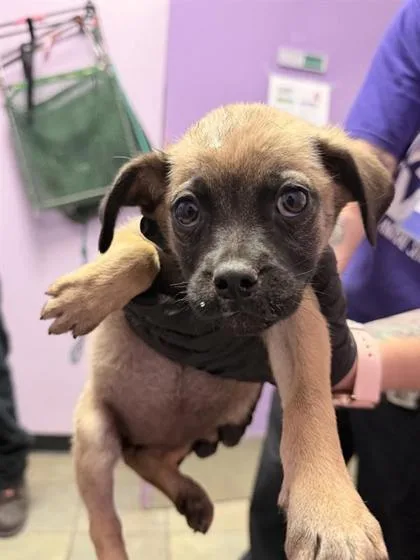 A baby small-sized female Yellow / Tan / Blond / Fawn Mixed Breed dog named Yummy Mummy for adoption in El Paso, TX