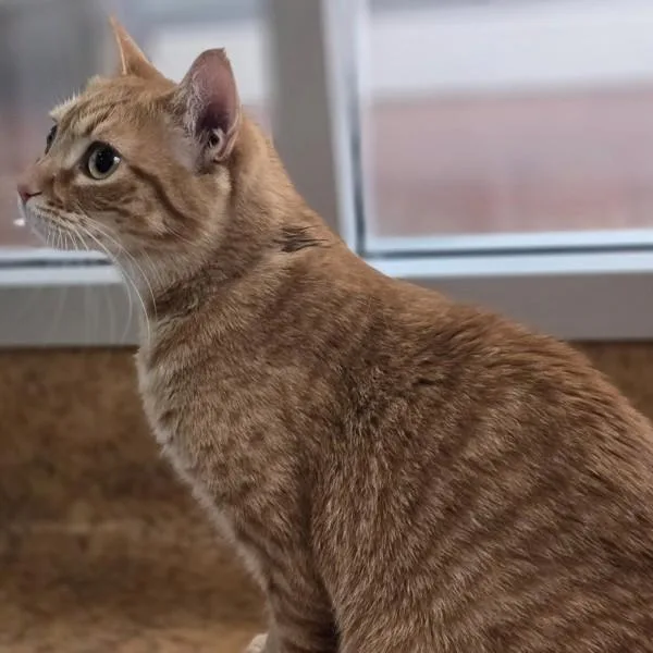 A young medium-sized female Domestic Short Hair cat named Cherry for adoption in Dublin, CA