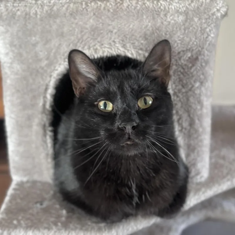 An adult small-sized male Black Domestic Short Hair cat named Ash for adoption in Goshen, IN