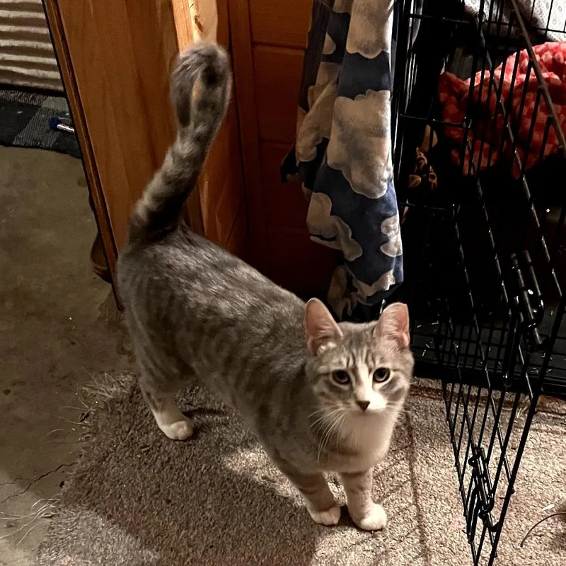 A young small-sized male Gray / Blue / Silver Domestic Medium Hair cat named Smash for adoption in Grantsville, UT