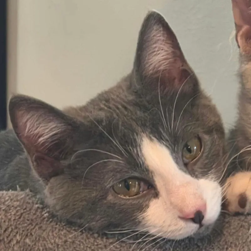 A baby medium-sized female Gray & White Domestic Short Hair cat named Annie for adoption in Warr Acres, OK
