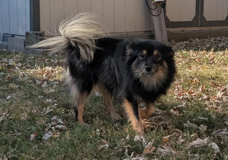 A young small-sized male Black Pomeranian dog named Finley for adoption in Franklin, TN