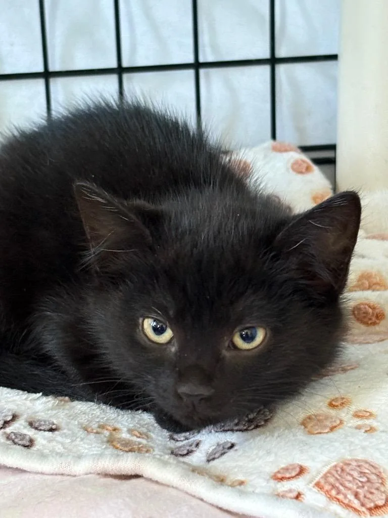 A baby medium-sized female Domestic Short Hair cat named Alanis for adoption in Hartford City, IN