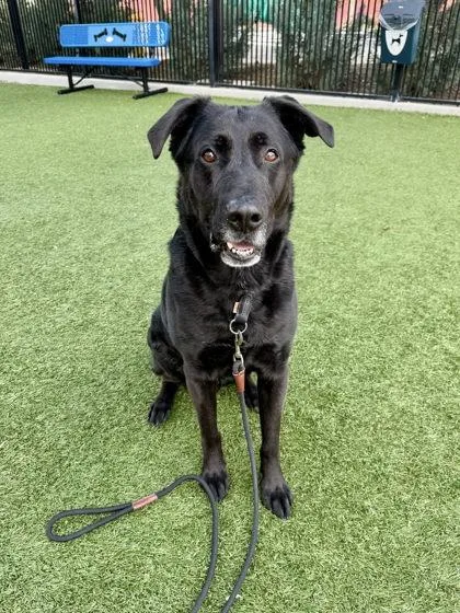 An adult large-sized male Labrador Retriever dog named Shadow for adoption in Roseville, CA