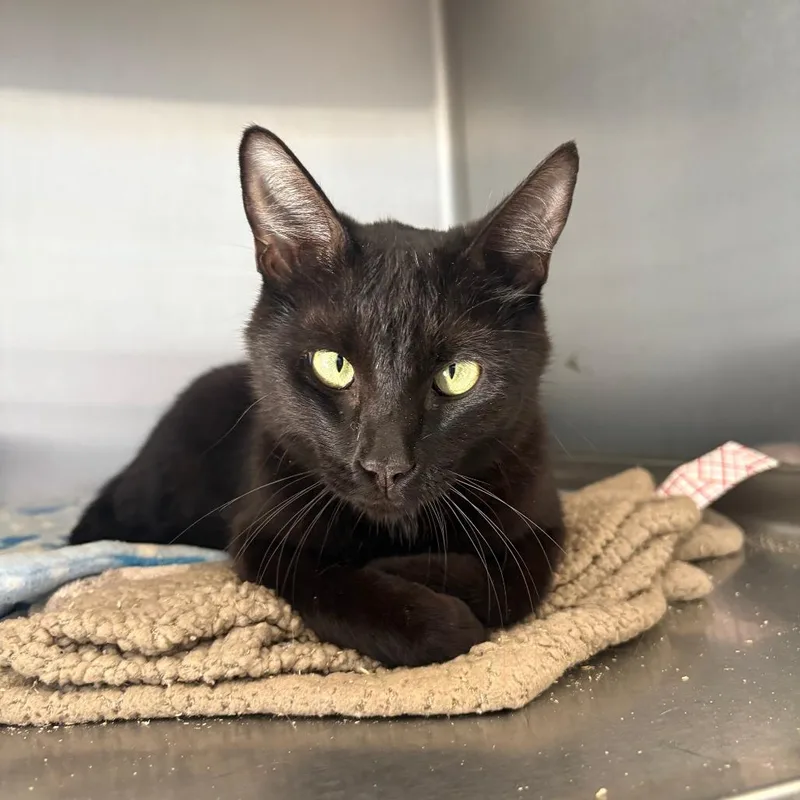 An adult small-sized female Black Domestic Short Hair cat named Professor for adoption in Grass Valley, CA