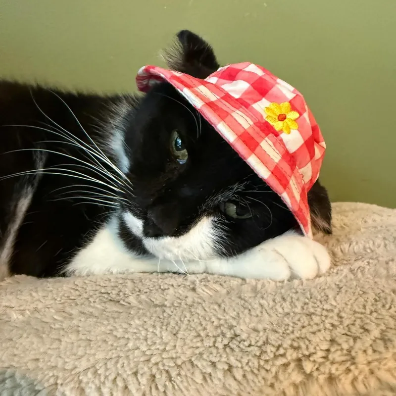 A senior medium-sized male Black & White / Tuxedo Domestic Short Hair cat named Rowan for adoption in Rochester, NY