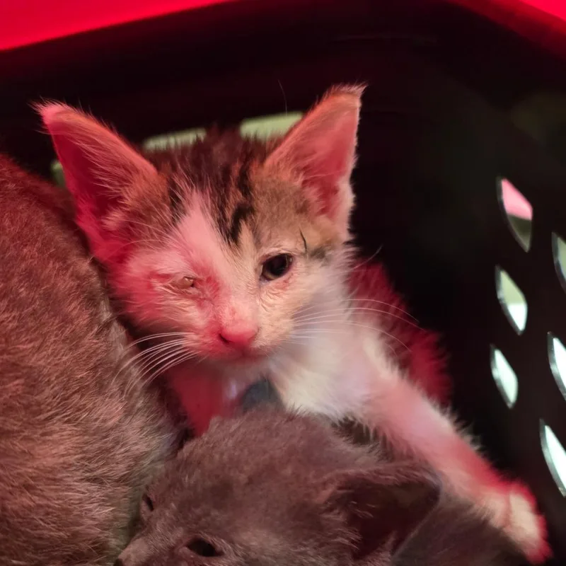 A baby small-sized male Brown / Chocolate Domestic Short Hair cat named Chestnut for adoption in Mount Juliet, TN