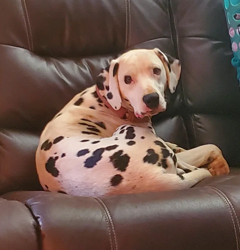An adult large-sized male White / Cream Dalmatian dog named Oakleemadison  Va for adoption in San Diego, CA