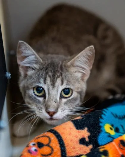 An adult medium-sized male Domestic Short Hair cat named Stellen for adoption in Pequot Lakes, MN