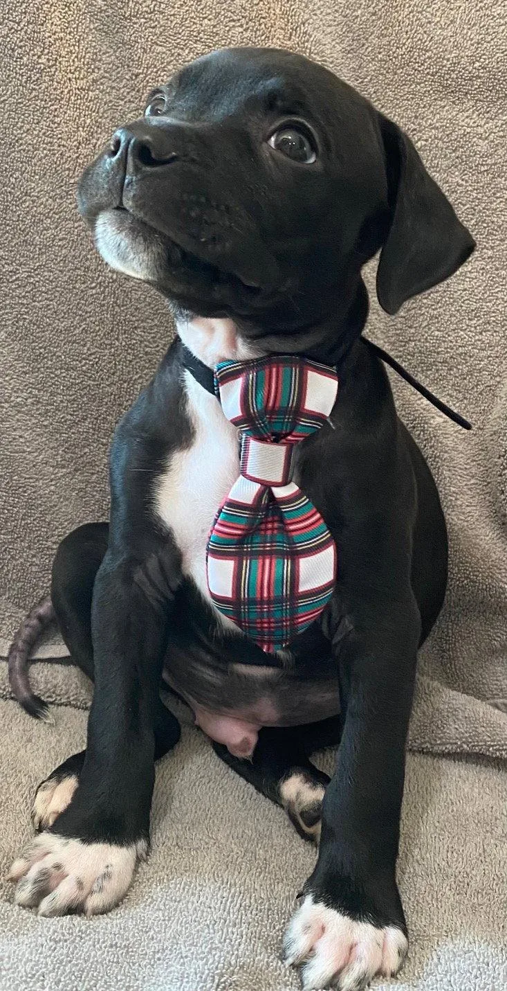 A baby medium-sized male Terrier dog named Bowie for adoption in Newport, KY