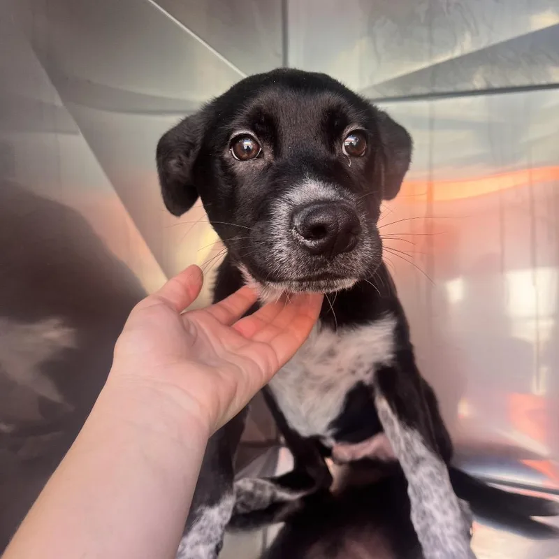 A baby small-sized male Mixed Breed dog named Archie for adoption in Spokane, WA