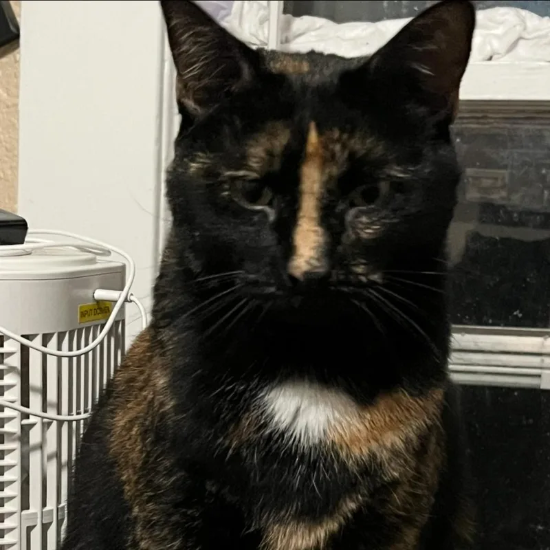 An adult large-sized female Calico Domestic Short Hair cat named Smudge for adoption in Toledo, OH