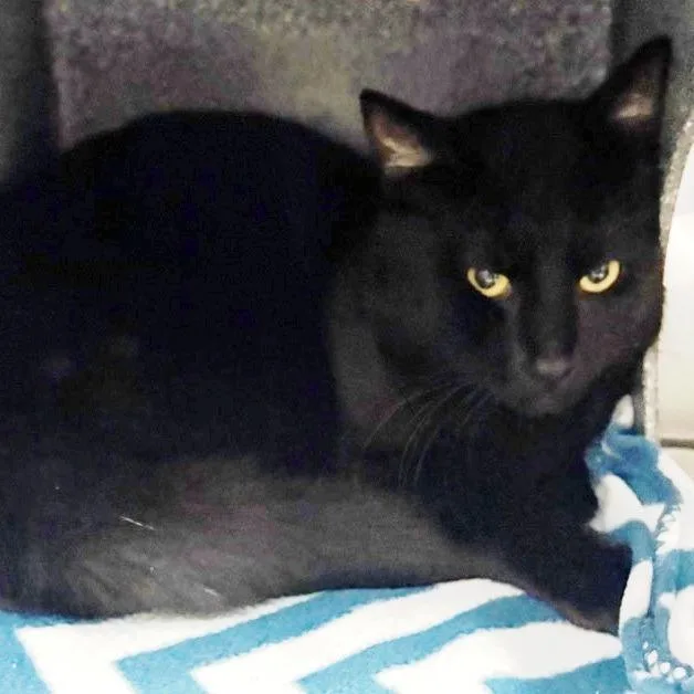 An adult small-sized male Black Domestic Short Hair cat named Storm for adoption in Concord, NH
