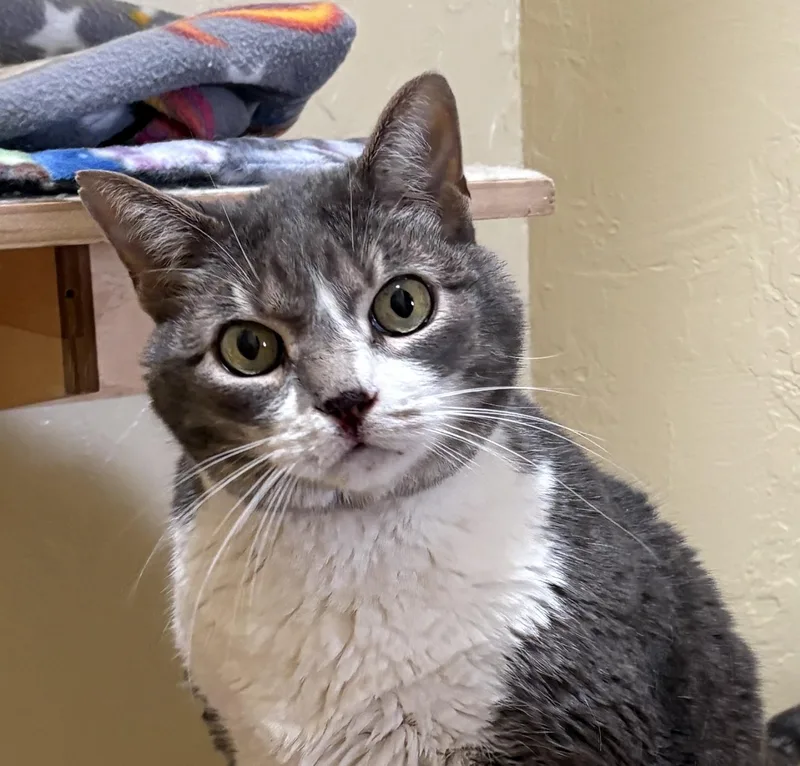 An adult medium-sized male Gray & White Tabby cat named Tyr for adoption in Prescott, AZ