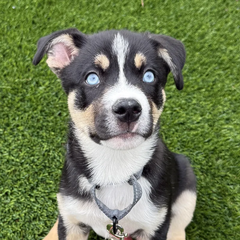 Merle