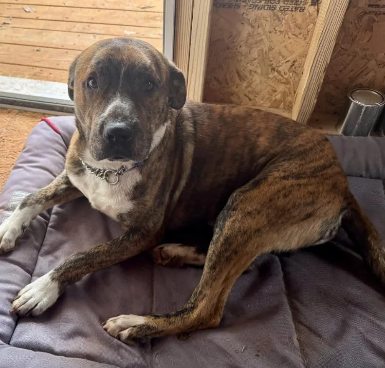A young large-sized male Boxer dog named Buddy for adoption in Decatur, GA