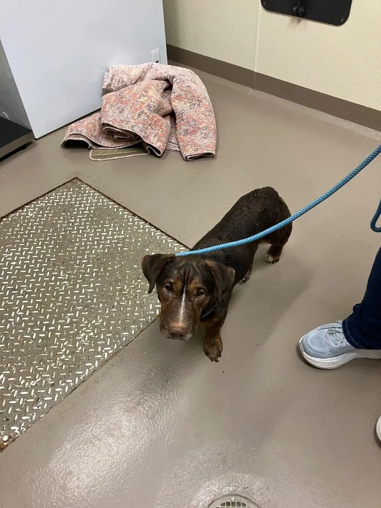 An adult medium-sized male Terrier dog named Root Beer for adoption in Christiansburg, VA