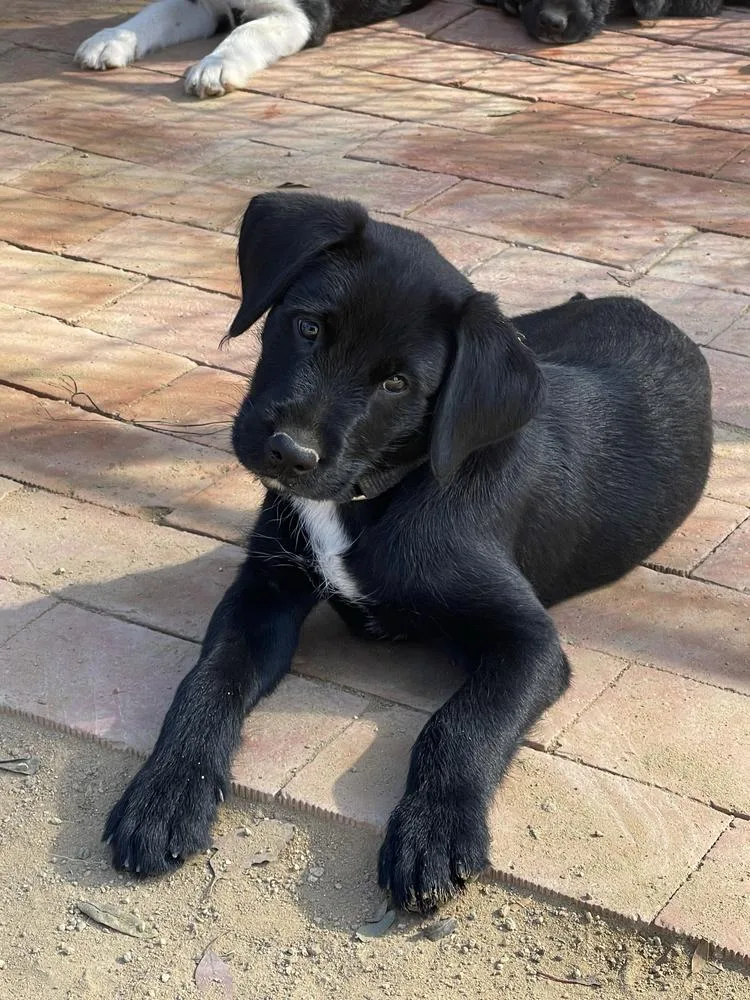 A baby medium-sized male Labrador Retriever dog named Gomez for adoption in San Diego, CA