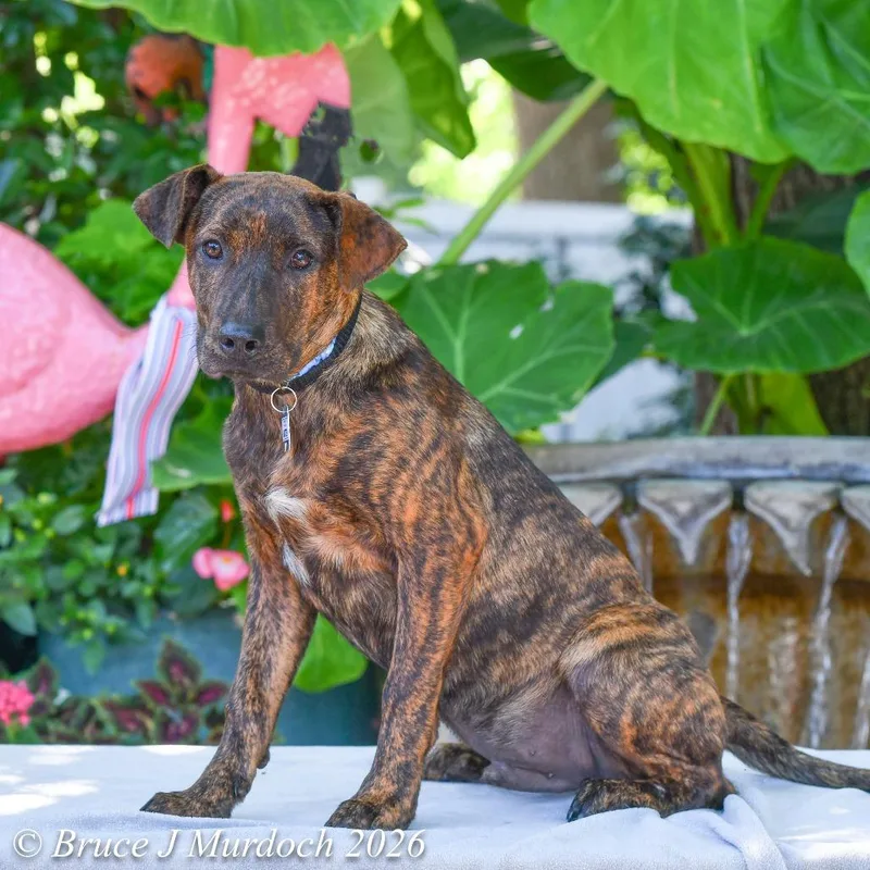 A baby small-sized male Brindle Hound dog named Buster for adoption in Wake Forest, NC