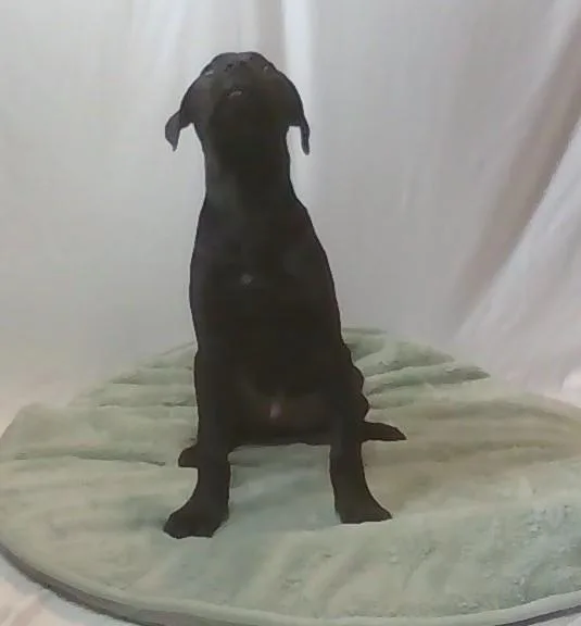 A young medium-sized male Black Mixed Breed dog named Pooh for adoption in Georgetown, SC