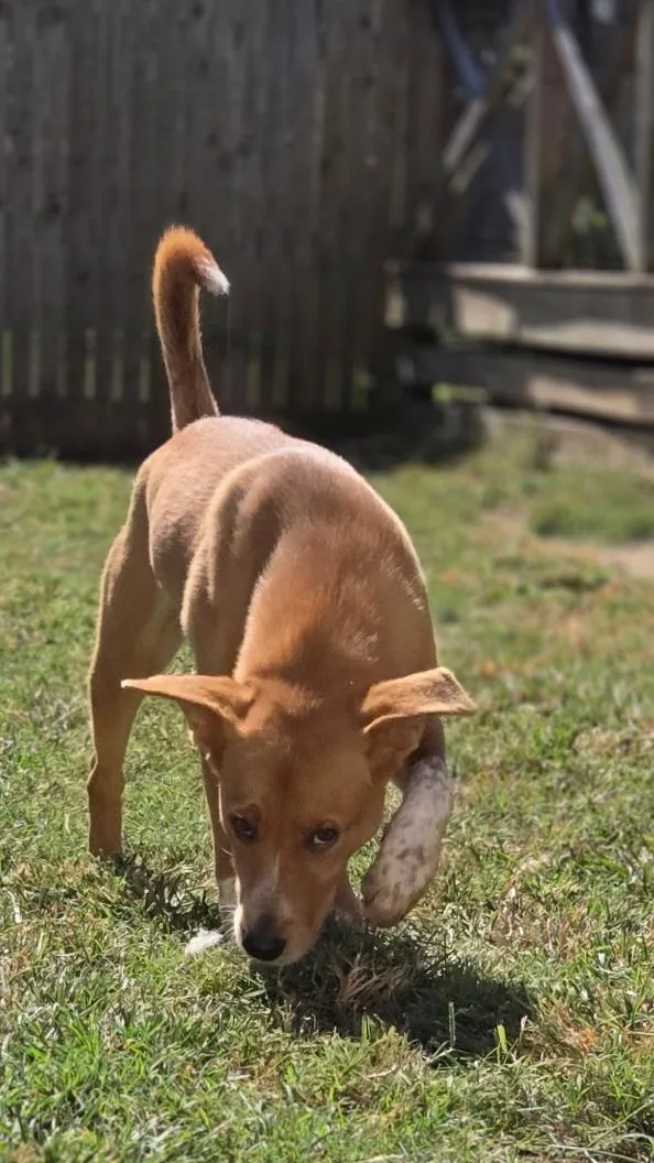 An adult medium-sized male Australian Cattle Dog / Blue Heeler dog named Scooby Doo for adoption in Andover, MA